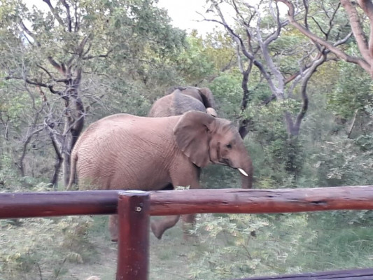 elephant-sighting