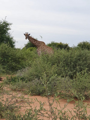 giraffe-sighting