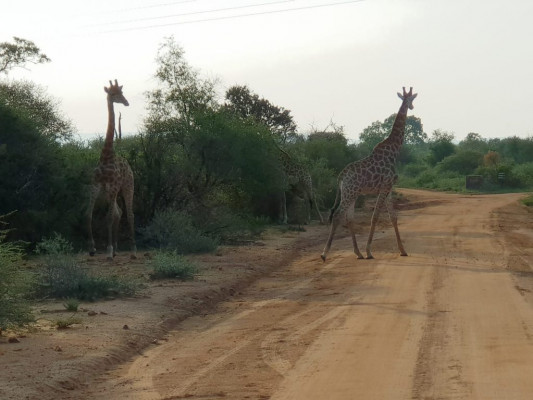 giraffe-sighting2