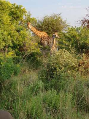 giraffe-sighting3