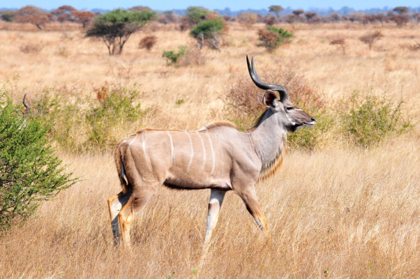 kudu-sighting2