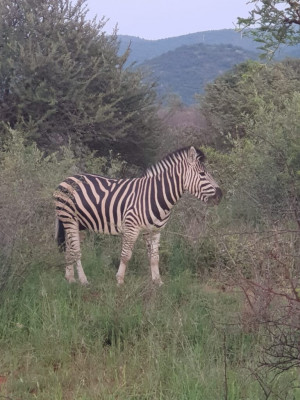 zebra-sighting