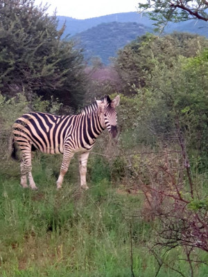 zebra-sighting2