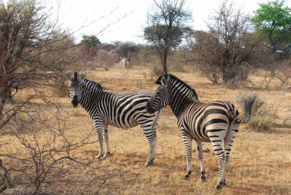 zebra-sighting3